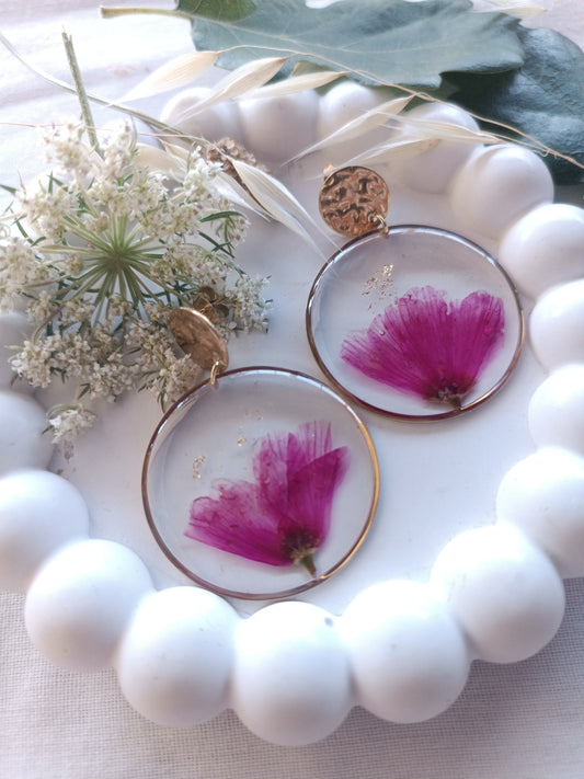 Lewisia